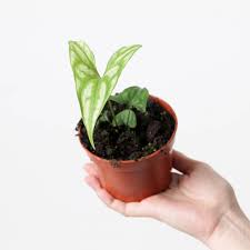 Image result for Cercestis congensis