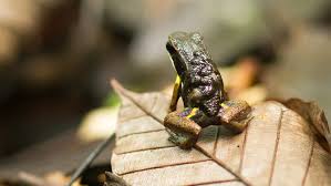 In and around the pond during the breeding season. One Simple Signal Sets Off A Complicated Frog Journey The New York Times