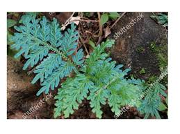 Image result for Cyclosorus striatus