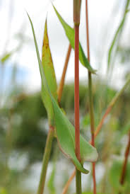Image result for Diheteropogon filifolius