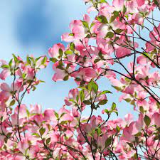 Many varieties of dogwood & seed to choose from. How To Grow And Care For Pink Dogwood Trees