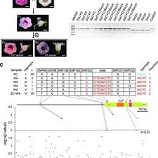Check spelling or type a new query. Pdf Evolution Of Darwin S Peloric Gloxinia Sinningia Speciosa Is Caused By A Null Mutation In A Pleiotropic Tcp Gene