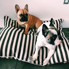 Black And White Striped Dog Bed Harry Barker On Instagram Have A Frenchie Friday Frenchbulldog Frenchies Envelopestripebed Harrybarker Puppies And Kitties Stripe Dog Bed White Dog Bed