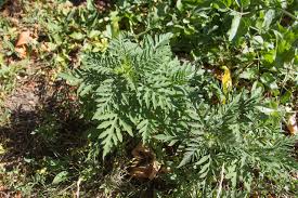 Pollen is a very fine powder produced by trees, flowers, grasses, and weeds in order to fertilize other plants of the. Neue Tablette Fur Ragweed Allergiker Noe Orf At No Lifestyle