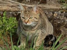 Tieranwalt At Katze In Nachbars Garten