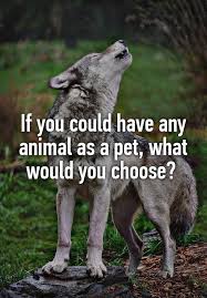 If You Could Have Any Animal As A Pet What Would You Choose Pureromance Com Bethtemple Interactive Posts Facebook Engagement Posts Facebook Engagement
