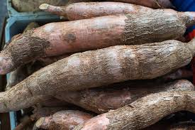 Image result for Manihot esculenta