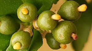 The characteristics of a lemon tree fruits are it is color green when young and color dark green when older, then turn to yellow when ripe. From Lemon Flower To Lemon Time Lapse Youtube