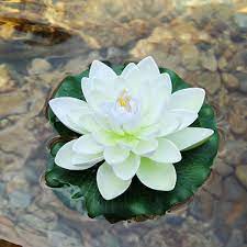 We did not find results for: 12 Adet Simulasyon Lotus Nilufer Yapay Lotus Cicegi Yaratici Sahte Cicek Yuzen Cicek Golet Ev Bahce Dekorasyonu Artificial Dried Flowers Aliexpress