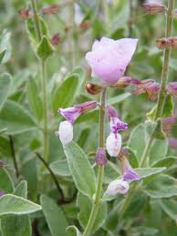 Image result for Syncolostemon