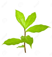 La misma es conocida popularmente como planta de insulina, ya que se le atribuye la función de regular los niveles de glucosa en la sangre. Planta De Insulina Para La Diabetes Aisladas Con Trazado De Recorte Fotos Retratos Imagenes Y Fotografia De Archivo Libres De Derecho Image 8668305