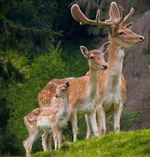 Pin By Catherine Warren On Animals Amazing Animal Pictures Animals Beautiful Animals Amazing