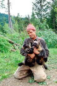 Wolverine Chasing The Phantom Photo Gallery Nature Pbs Wolverine Animal Animals Wild Animals