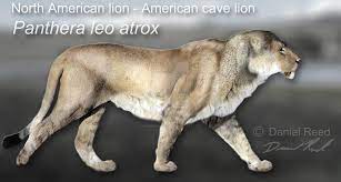 Panthera Leo Atrox By Dantheman9758 On Deviantart American Lion Panthera Leo Atrox Extinct Animals