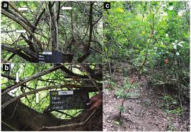 Image result for Allophylus congolanus