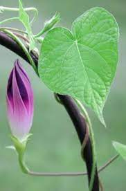 Morning Glory Bud Morning Glory Flowers Garden Vines Beautiful Flowers