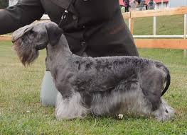 Image result for ČESKÝ TERIÉR