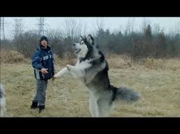 Giant Alaskan Malamutes Unleashing The Hounds On The World