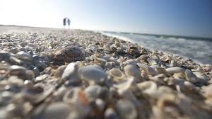 Located at the western end of sanibel, bowman's beach is one of the premier beaches to find good shells on sanibel. 9 Best Things To Do On Sanibel Island With Kids