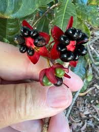 Image result for Ochna atropurpurea