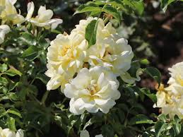 White chiffon rose of sharon (hibiscus) live shrub, white flowers, 1. Bodendeckerrose Sunny Rose Schonste Rosen Expertenwissen