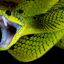 Image result for Envenomation