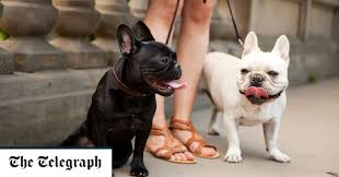 We breed happy, healthy french bulldog puppies for you to love and all our frenchies come with a health guarantee. French Bulldog Craze Is Producing Seriously Ill Puppies Leading Vets Warn