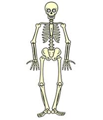 Draw one curved line near the top of the cartoon devil's head, then add another curved line to complete the horn. How To Draw A Skeleton How To Draw Cartoons