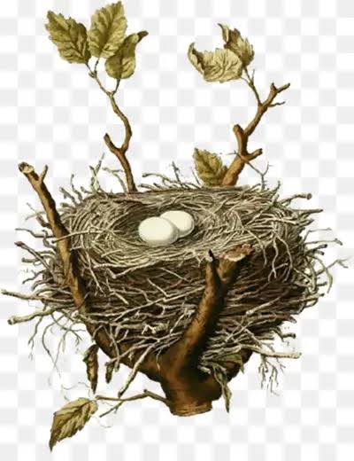 Nest