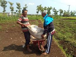 Bagi kalian pencari lowongan kerja pontianak, silakan lihat informasinya disini : Harga Turun Petani Ubi Desa Gayam Merugi Desa Gayam