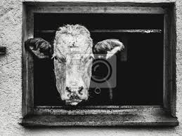 We did not find results for: Schwarz Weiss Kuh Beobachtet Aus Einem Fenster Leinwandbilder Bilder Schlachthof Landwirtschaft Landwirt Myloview De