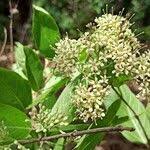 Image result for Crossopteryx