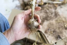 Braided Garlic Step1 The Prudent Garden In 2020 Garlic Fresh Garlic Harvesting Garlic