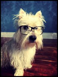 Ernie Ready To Do Your Yearly Taxes Westie West Highland Terrier Smart Dog Dog With Glasses Westie Terrier Animals Beautiful West Highland White Terrier