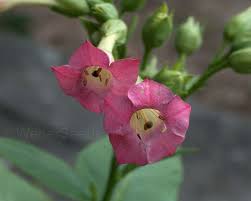 Image result for Nicotiana tabacum