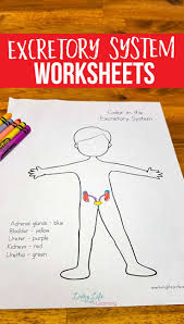 Excretory System Worksheets For Elementary Students In 2020 Excretory System Human Body Organs Elementary Science Activities