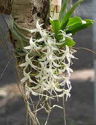 Image result for Mystacidium