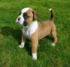 Adopt boxer dogs in texas. White Boxer Rescue