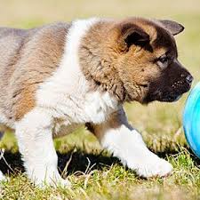 How To Play Treibball The Perfect Backyard Dog Game Dogs Dog Games Sporting Dogs
