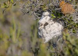 Image result for Putterlickia