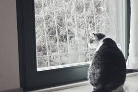 How can my cat lose weight. How To Make Your Cat Lose Weight