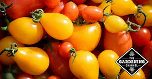 Arrange a rack in the middle of the oven and heat the oven to 450°f. Guide To Growing Yellow Pear Tomatoes Gardening Channel