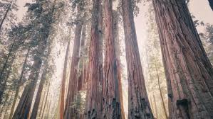 By deborah zierten on january 10, 2017. Pioneer Cabin Tree Archives Arbor Day Blog