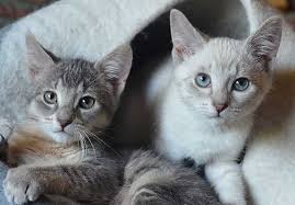 Lynx point siamese cats (or tabby points as they are called in the uk!) get their distinctive look from crosses between siamese and tabbies. Lynx Point Siamese All Things You Need To Know Zooawesome
