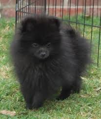 Black And Brown Pomeranian Puppies For Sale This One Looks Just Like My Pomeranian Only He Has White Front Patch White Paws W Black Spots On Black Pomeranian Puppies Pomeranian Puppy Black Pomeranian