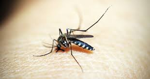 Why mosquito control is important and how everyone can help control mosquitoes. Philadelphia Is One Of The Top Mosquito Cities In U S Phillyvoice