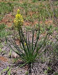 Image result for Bulbine favosa
