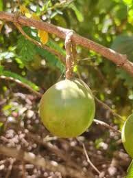 Image result for Vangueria madagascariensis