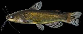 The black bullhead is minnesota's smallest bullhead. Black Bullhead Missouri Department Of Conservation