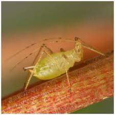 Most flies come in black or brown colors, but a. Animals On Newly Purchased Emersed Plants Aquascaping Wiki Aquasabi